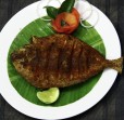 Pomphret Tawa Fry