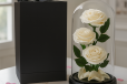 White Preserved Rose