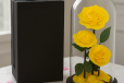 Sunshine Infinity Rose