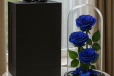 Mystery Blue Infinity Rose