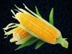 Corn 1