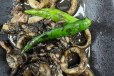Adobong Pusit