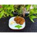 Falafel Plate - 7 Pieces
