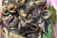 Adobong Pusit