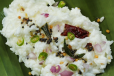 Curd Rice