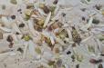 Tahania Pistachio 250 Grams