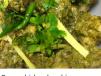 Chicken Green Handi