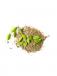 Add Cardamom