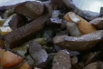 Camel Liver