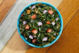 PERi-Spinach