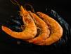Shrimp Large
