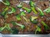Party Tray Beef Broccoli