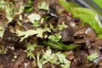 Mutton Sevrotti Fry