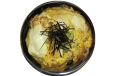 Beef Katsu Don