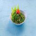 Tabbouleh Salad