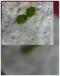 Cucumber With Yoghurt