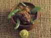 Meat With Onion Tajine