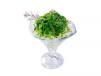 Wakame Salad