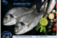 Seabream