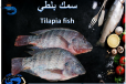 Tilapia