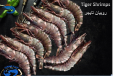 Shrimps Tiger