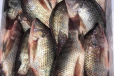 Tilapia Fish