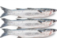 Mullet Fish