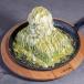 PISTACHIO LAVA CAKE كيك لافا بالفستق