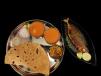 Chappathi Fish fry