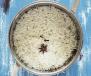 White Basmathi Rice