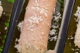 Puttu