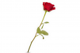 Red Rose