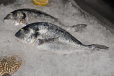SEABREAM FISH
