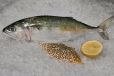 MACKEREL FISH