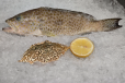 HAMOUR FISH