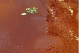 Cheese Soft Kunafa (Nablusiya)