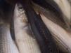 3 Kilo Mullet Fish
