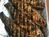 3 Kilo Sea Bass Fish