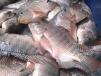 3 Kilo Tilapia Fish