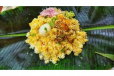 Pothi Biryani Chicken